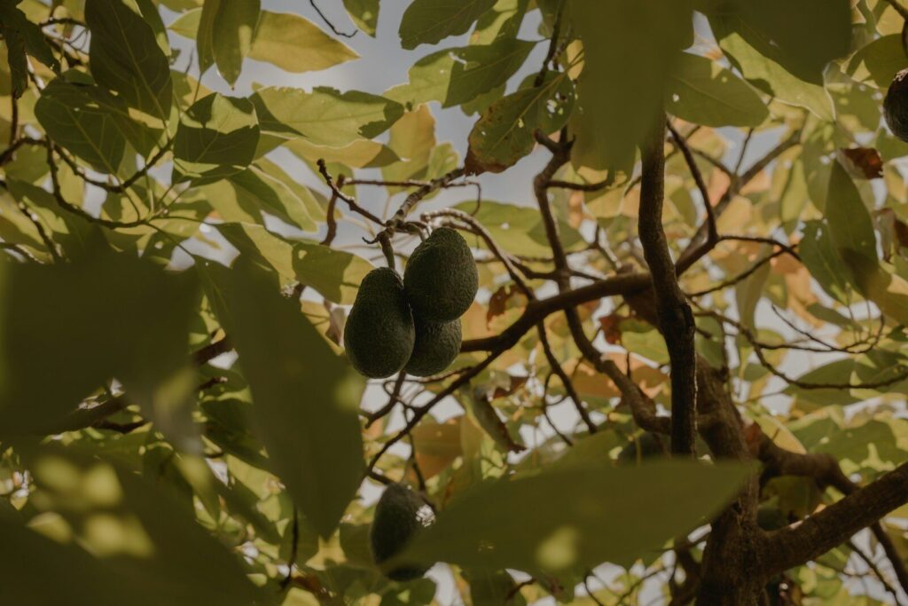 a bunch of fruit hanging from a tree