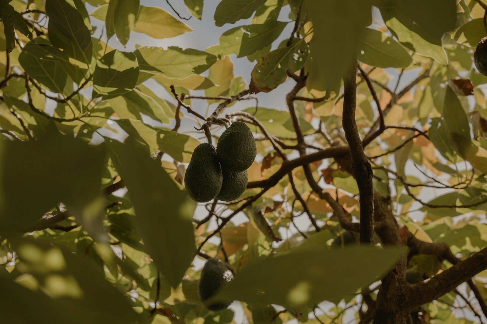 a bunch of fruit hanging from a tree